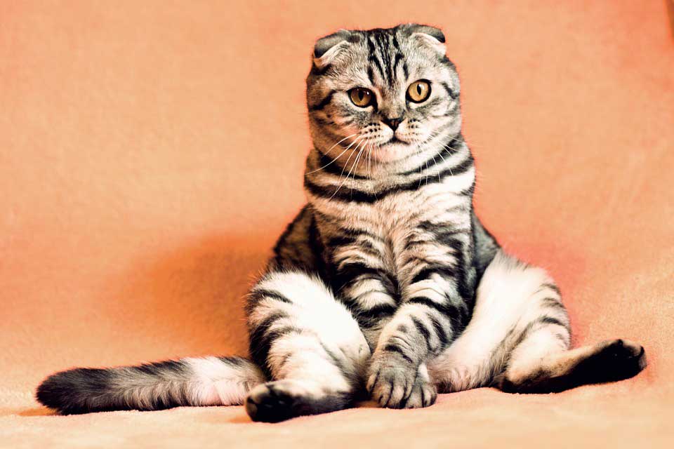 Regalos miauuuu bonitos